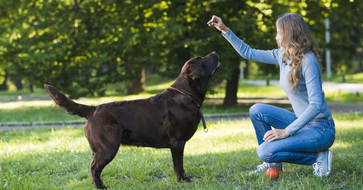 What to Look for in a Dog Trainer